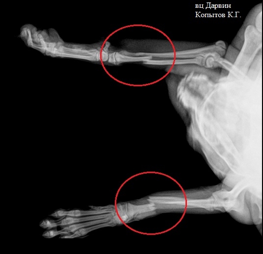 рентген собаки порно Рентгеновские снимки собаки: нормальная анатомия | vet-Anatomy